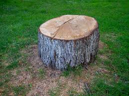  Waverly, TN Tree Removal Pros