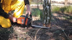 Best Tree Maintenance Programs  in Waverly, TN