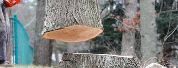 Best Tree Health Inspection  in Waverly, TN