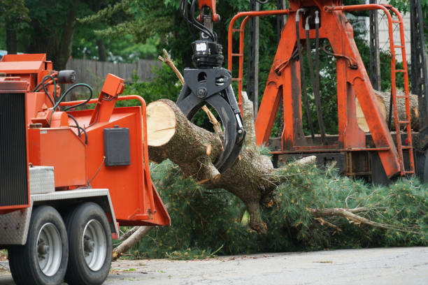 Best Storm Damage Tree Cleanup  in Waverly, TN