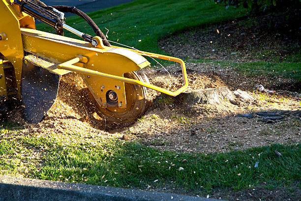 Best Tree Removal  in Waverly, TN