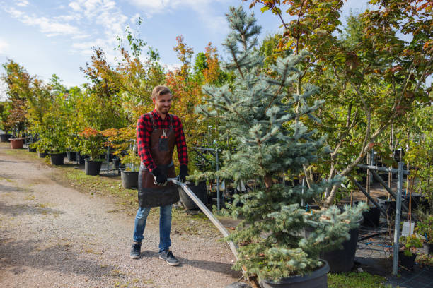 Best Tree Removal  in Waverly, TN