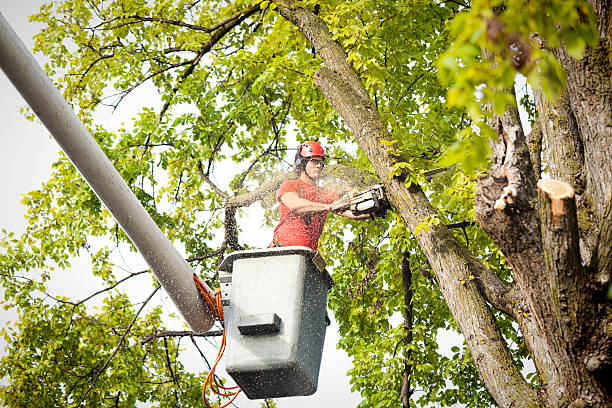 Best Tree Cabling and Bracing  in Waverly, TN
