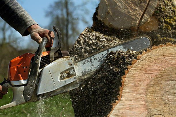 Best Tree Disease Treatment  in Waverly, TN